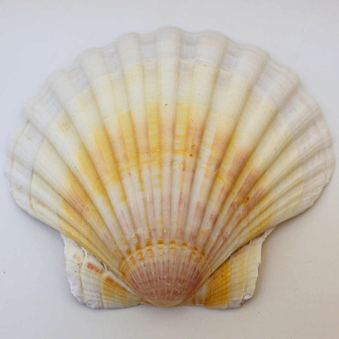 Coquille Saint-Jacques / Purification Protection & Rechargement