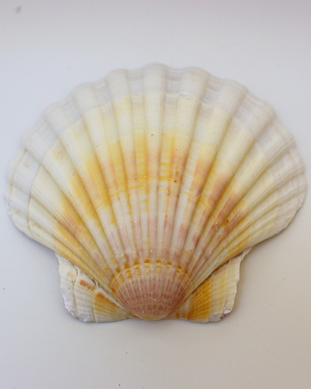 Coquille Saint-Jacques / Purification Protection & Rechargement