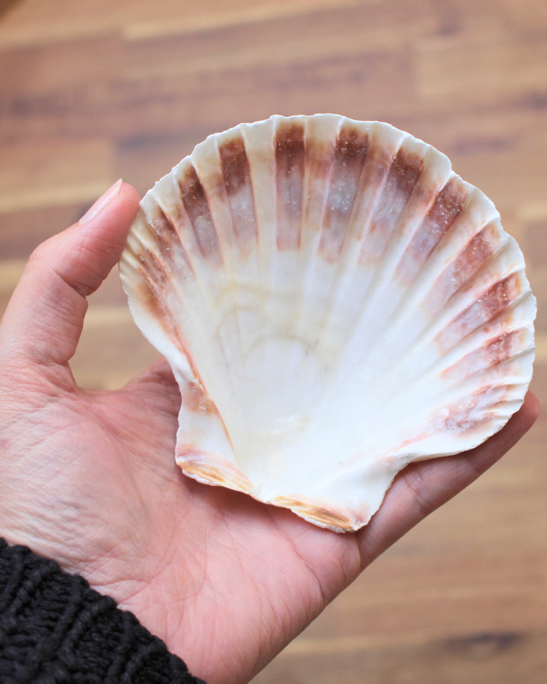 Coquille Saint-Jacques / Purification Protection & Rechargement